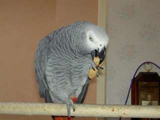 A Donner Perroquet Gris Du Gabon Male Avec Sa Cage Animaux Perroquet Gris Du Gabon Male Tres Gentil Et Bon Parleur Il A Qu Offre A Donner Perroquet Gris Du Gabon