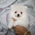 Adorable Superbe chiot de pure race spitz allemand