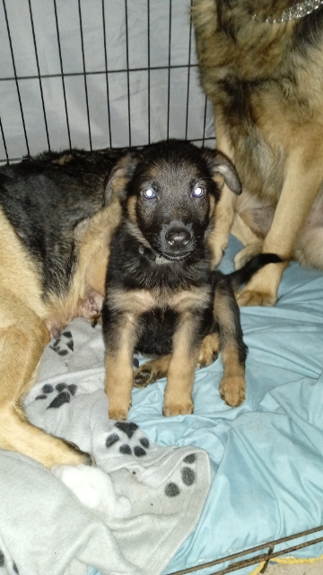 Chiot berger allemand  Animaux 3