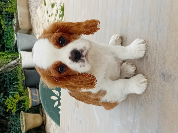 Chiots Cavalier King Charles Spaniel Animaux