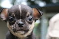 Jolie Chiots Chihuahua LOF A DONNER