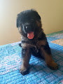 Offre Chiot Berger allemand Animaux