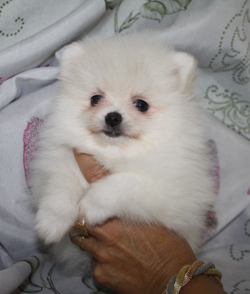 Offre Superbe chiot de pure race spitz allemand