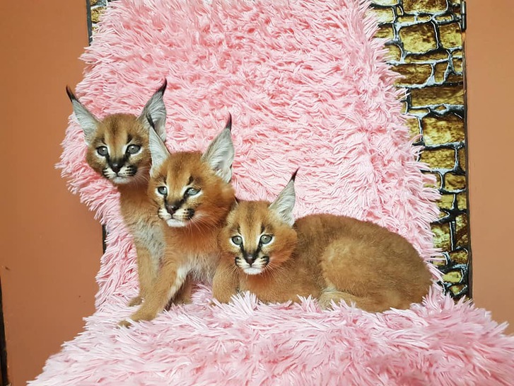 Chatons Serval Et Caracal Disponibles Animaux Nos Chatons Sont Tres Obeissants Intelligent Sociable Affect Vends Chatons Serval Et Caracal Disponibles Annonces Gratuites Chez Www Ticari Fr