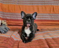 A donn chiots bouledogue franais femelle 