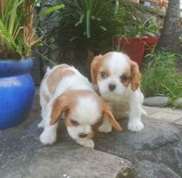 chiots cavalier king charles spaniel 